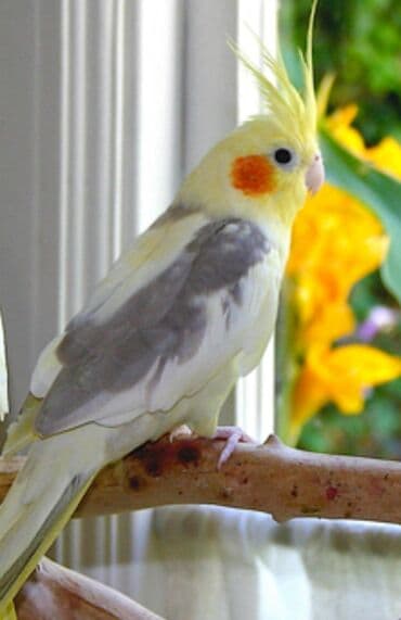 трафареты для рисования животных: Попугаи кареллы хорошо учатся говорить и приручаются к рукам. Так же — 7