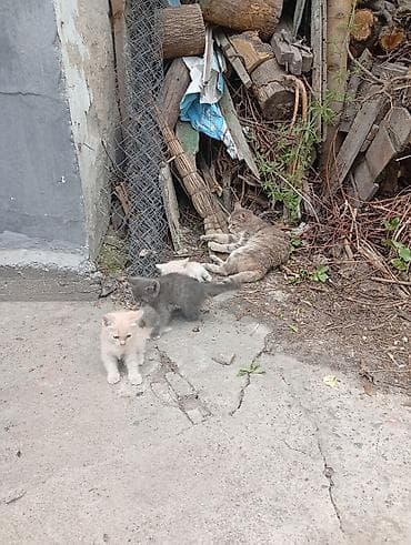 котята дворняжки: Отдам котят 2х месячные — 3
