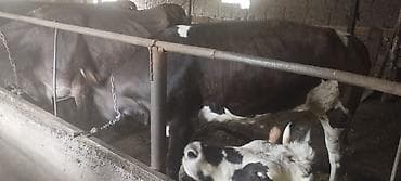 обмен на корову: Продаю | Корова (самка) — 4