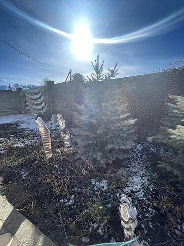 кант бетон: Саженцы деревьев: Ели — 4