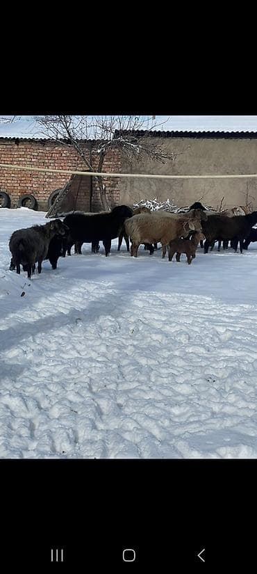 Собаки: Продаю | Овца (самка) | Полукровка | Для разведения | Племенные — 3