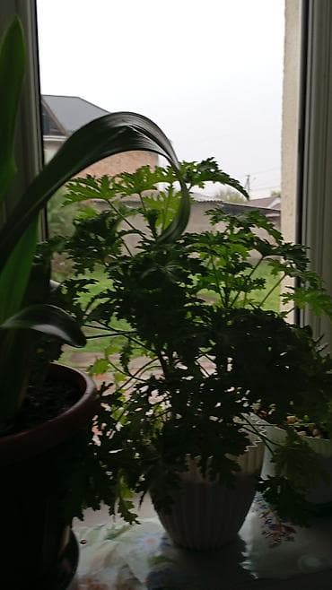 пеларгони: Комнатные растения в горшках - Пеларгония (герань) — несколько — 10