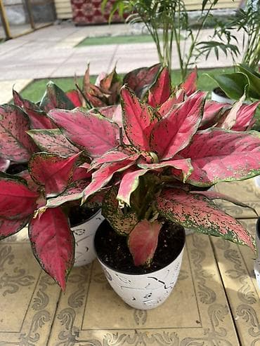 Денежное дерево: Комнатные цветы в горшках — готовые к украшению дома или офиса — 5