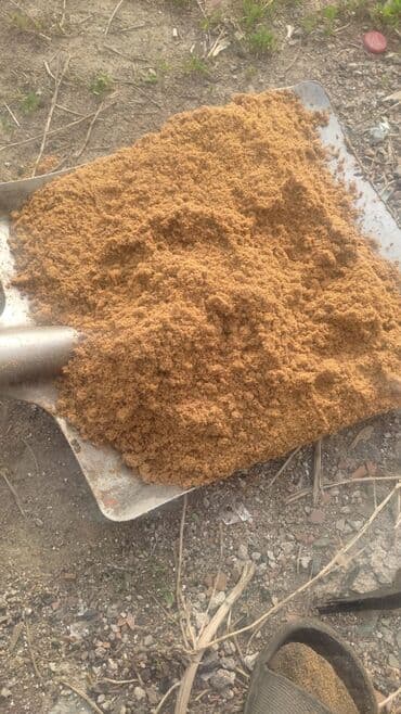 собаки рынок в бишкеке цены: Продаю рыбную муку два вида Российская и Казахстанская подсолнечный — 4