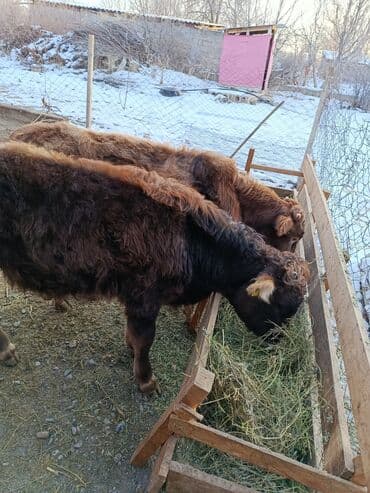 корова оптом: Продаю | Бык (самец), Музоо, торпок | Швицкая | На откорм, На забой, Для разведения — 3