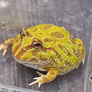 обезьяна домашняя купить: Лягушка, порода рогатка, декоративная,живая, домашний питомец — 2