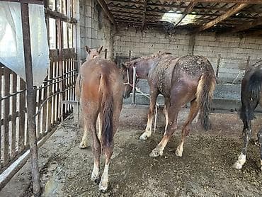 охотничи собака: Продаю | Жеребец, Конь (самец) | На забой, Для разведения, Рабочий — 7