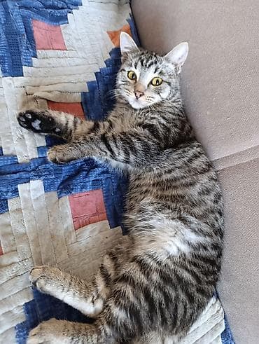 кот кошка: Кошка породы типа «русская голубая» (серо‑графитовая шёрстка — 10