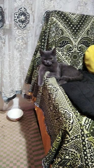 голубая шотландская кошка: Котята и молодые кошки разных окрасов - Несколько малышей из одного — 7