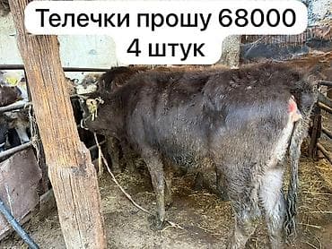 Продаю | Бык (самец), Тёлка | Для разведения | Привязанные