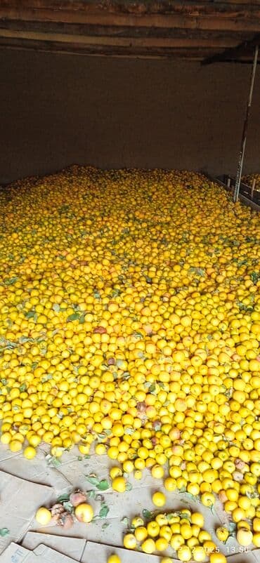 ак тош: Алмалар Дүңүнөн — 5