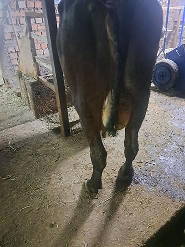 коровы продаю: Продаю | Корова (самка) | Для молока | Привязанные — 2