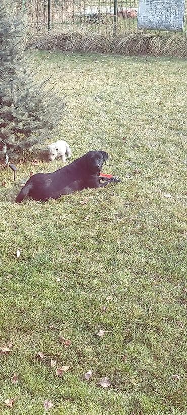 американский акита купить: Щенок Лабрадор отдам в добрые руки белый окрасщенку 2 месяца — 2