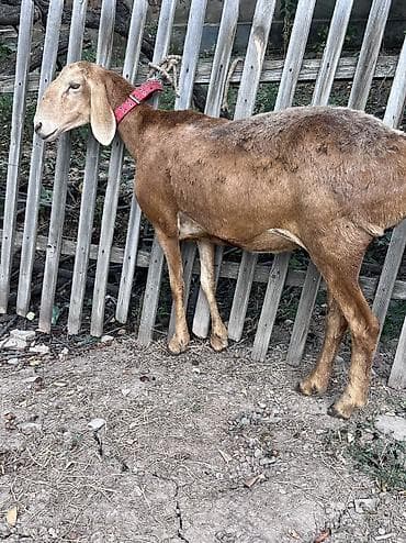простые куры: Продаю | Овца (самка) | Арашан — 1