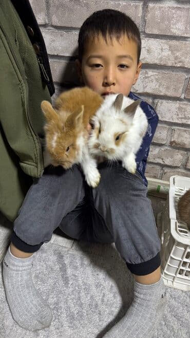 Шиншиллалар: Кролик с окрасом, сочетающим белый и светло-коричневый цвета. Обладает — 21