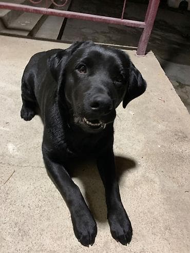 лабрадор черный цена: Лабрадор-ретривер, 7 месяцев, Самец, С прививкой, С родословной — 9