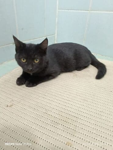 кастрированный кот: Кошка даром: Беспородная, 4 месяца, Девочка, С прививками, Приучена к лотку, Проглистована — 9
