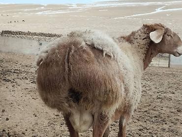 сервал цена: Продаю | Баран (самец) | Арашан | Для разведения | Осеменитель — 8