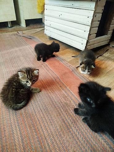 рыжие кошки: Котята домашние, от кошки-окрас табби. На фото помёт разных окрасов: - — 4