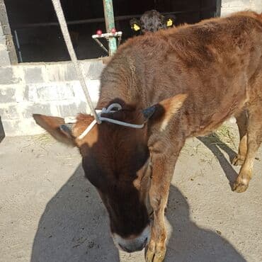 Иттер: Сатам | Кунаажын | Ангус | Бордоп семиртүү үчүн | Асыл тукумдуу — 4