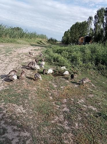 балык багуу: Сатам | Балапан күрп | Аргын | Көбөйтүү үчүн — 2