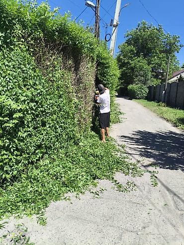 топиарий: Ландшафтные работы и уход за садом. Авто полив стрижка Услуги: - — 8