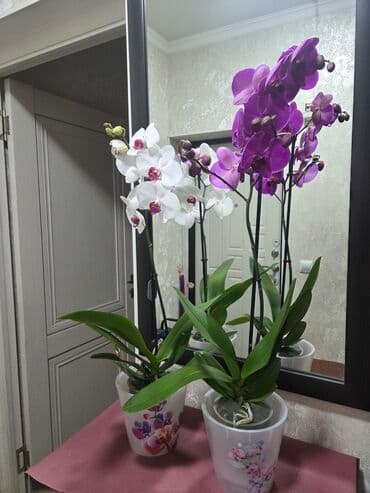 картофель семенной: Бегония клубневая в горшке - Пышный куст с крупными махровыми — 9