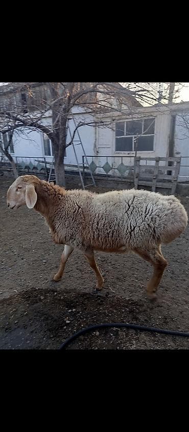 Продаю | Овца (самка) | Арашан | Для разведения | Племенные at lalafo.kg Продаю | Овца (самка) | Арашан | Для разведения | Племенные