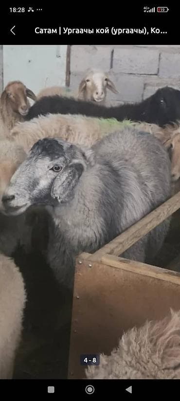 Продаю | Овца (самка) | Для разведения | Матка