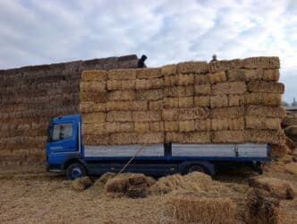 продажа щенков немецкой овчарки с документами в бишкеке: Саман туктор плотный чоон чоон метровый таза аппак. с доставкой выше — 5