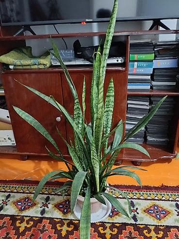 цветок денежное дерево: Сансевиерия (Щучий хвост) в горшке - Домашнее декоративное растение с — 2
