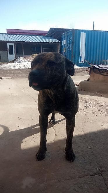 Собака среднего роста, крепкого телосложения. Окрас тигровый