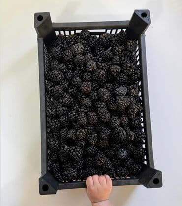 цена на капельный полив: Саженцы ежевики (бесшипная садовая) - Кусты мощные, побеги длинные — 2