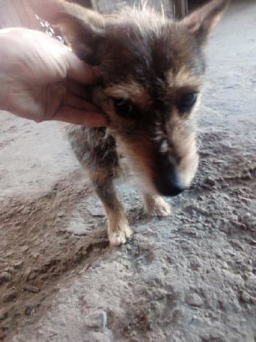 собаку объявления купить: Собачка девочка кличка Тоша маленькая породаростом с пикинес.не гадит — 1