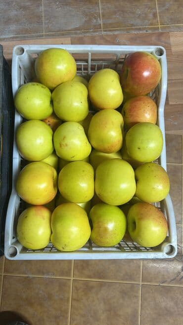 пекан орех цена бишкек: Алмалар Чекене — 2