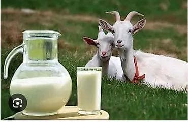 Продукты питания: Козье молоко - Натуральное козье молоко, свежее, цельное. - Мягкий — 1