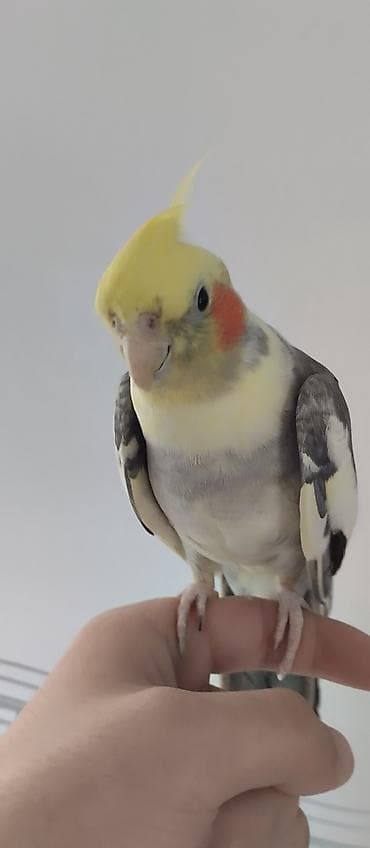 утка лалафа: Продаются две здоровые и ухоженные кореллы. 🐦 Описание птиц: 1 корелла — 2