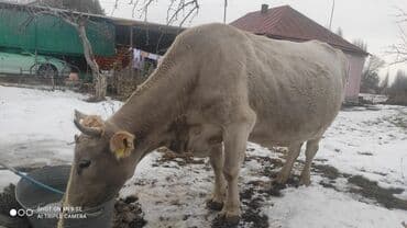 Продаю | Корова (самка) | Для разведения