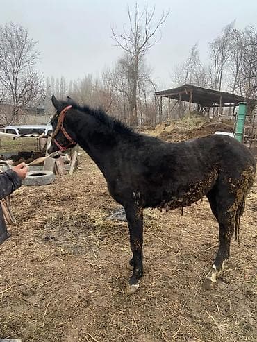 70 сом: Сатам | Тай | Жумушка — 7