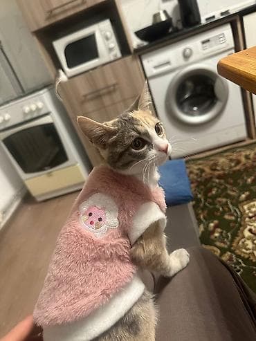 fermer kg: 6 месяцев, Девочка, Метис, Приучена к лотку — 4
