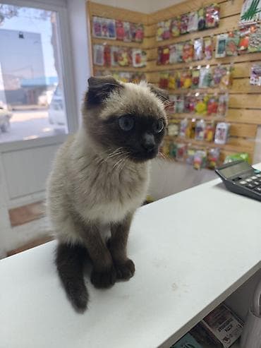 сколько стоит лысая кошка: Котёнок с колорпойнт-окрасом (светлая шерсть с шоколадными поинтами на — 4