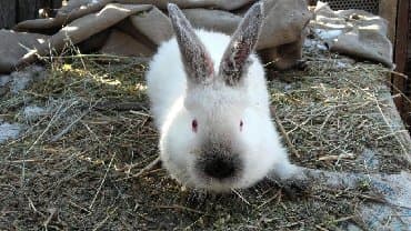 декоративные заборы: Кролики — 11