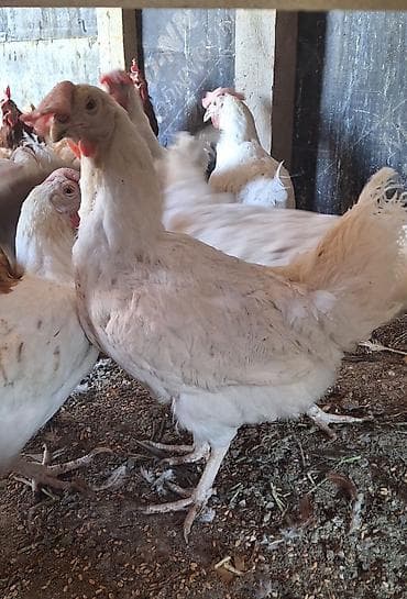 куплю курицу: Продаю | Куры | Несушки — 1