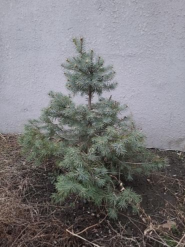 саженцы деревьев: Сосна обыкновенная и ель колючая (голубая) — саженцы для озеленения — 10