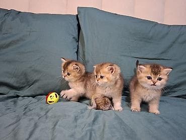 купить клетку для шиншиллы бу: 🐾 Открыто бронирование котят шотландской породы 🐾 Предлагаются к — 7