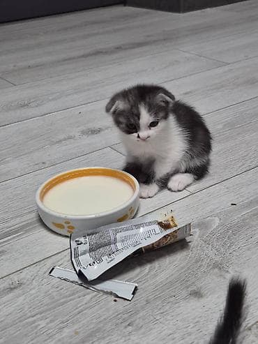 Мышыктар: Отдам даром!!! Шотландские котята (скоттиш-фолд/страйт) — 2