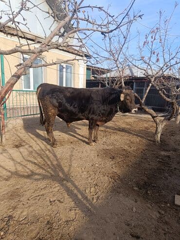кролик французский баран: Продаю | Бык (самец) | Швицкая | Для разведения, Для молока | Осеменитель, Искусственник — 5