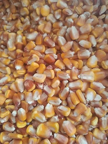 смена кукуруза: Кукуруза В розницу, Платная доставка — 2