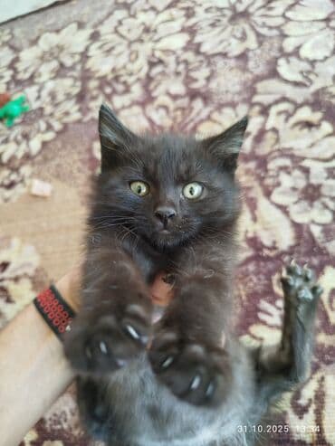 объявления о найденных животных: Котята отдам даром, хоть чучелом хоть тушкой. - Помёт из трёх — 2