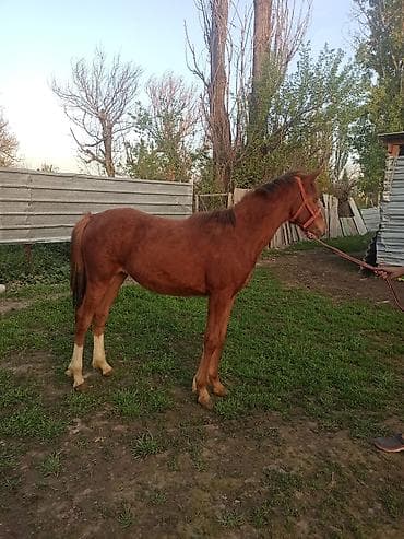 А/ч жаныбарларын сатам: Сатам | Бээ (ургаачы) | Англиялык | Көбөйтүү үчүн — 1